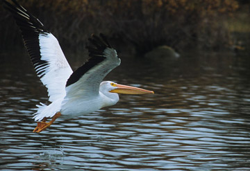 © Garth Lenz / WWF-Canada